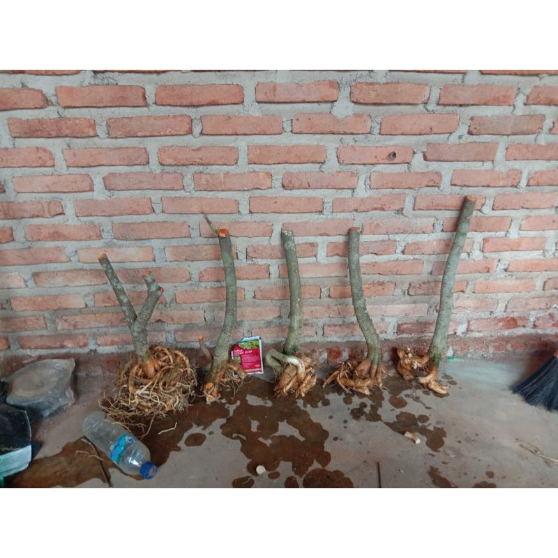 Bahan Bonsai Anting Putri Berkarakter