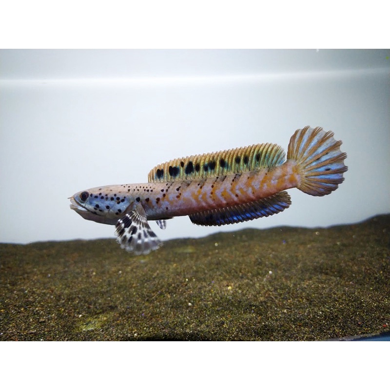 Orna Yellow Lips (Orna YL)