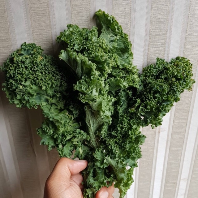 

Kale curly organik 250gr