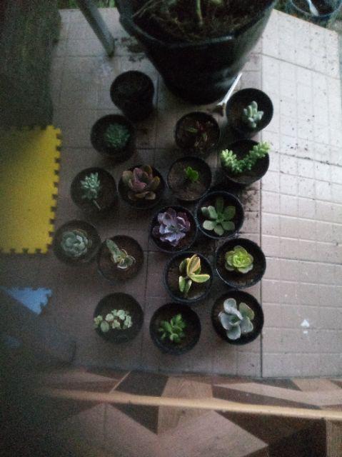 Paket Hemat Tanaman Hias Sukulen Kaktus Isi 5pcs Bisa Indoor Outdoor