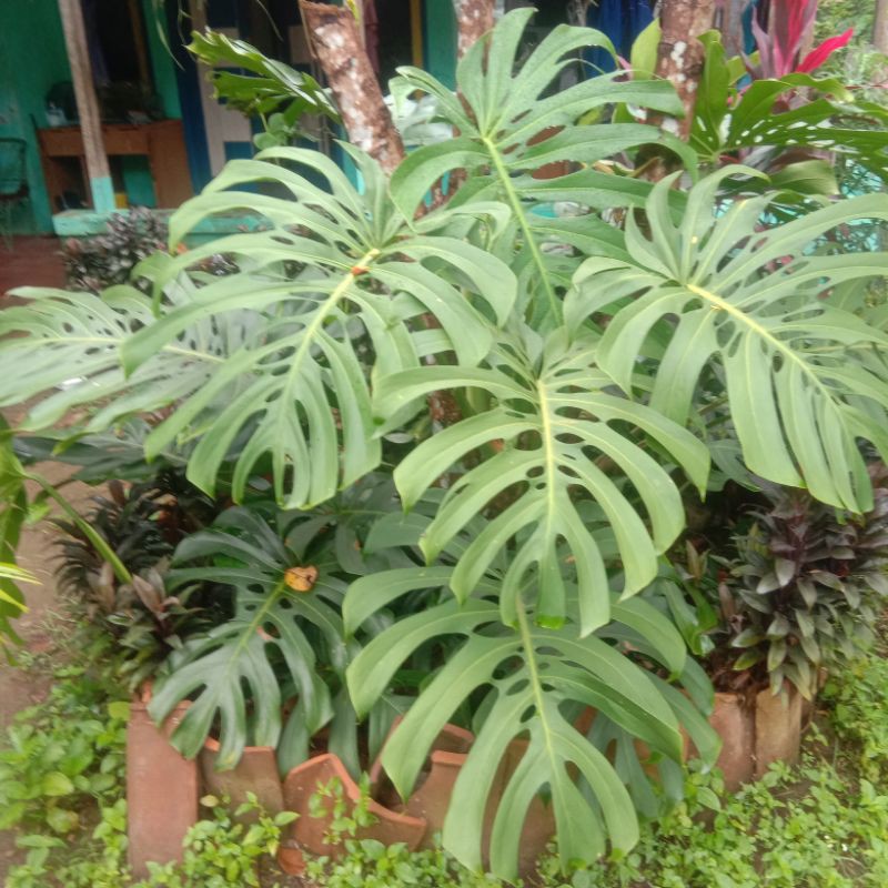 king monstera brazil