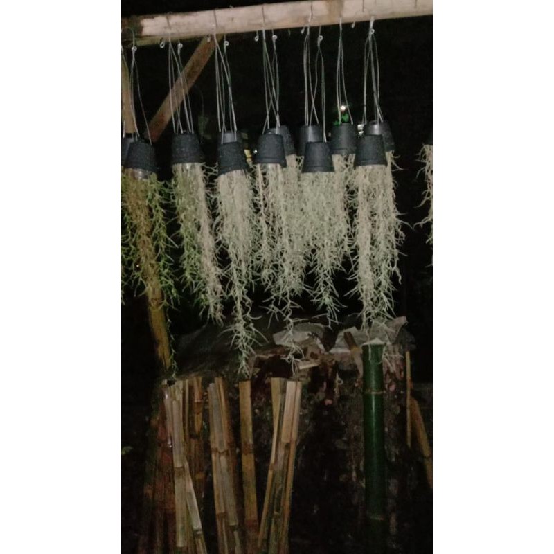 tanaman gantung jenggot musa