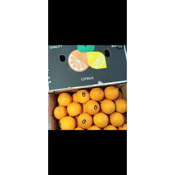 

jeruk sunkist