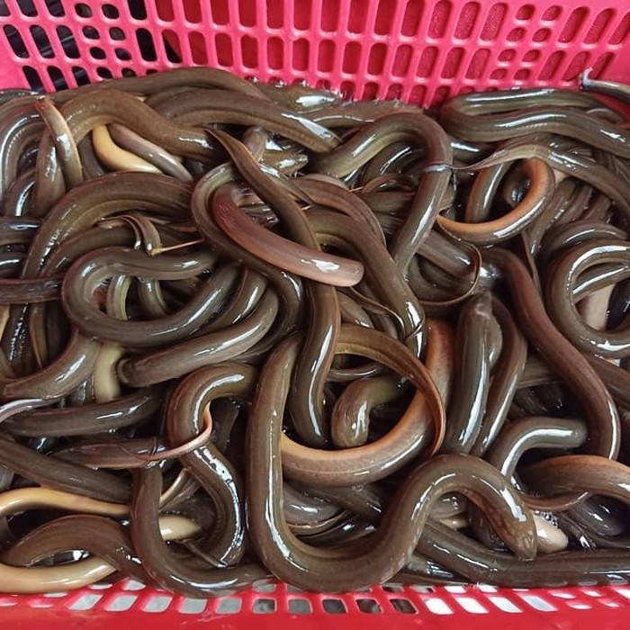 

Belut Segar