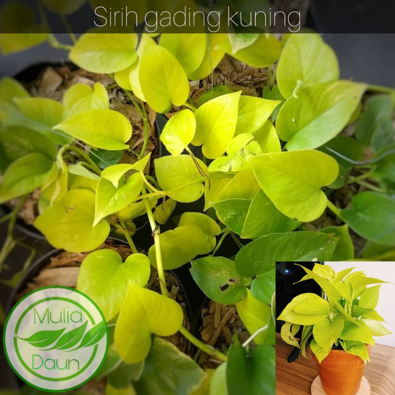 Bibit tanaman sirih gading kuning/Pohon daun sirih gading kunink