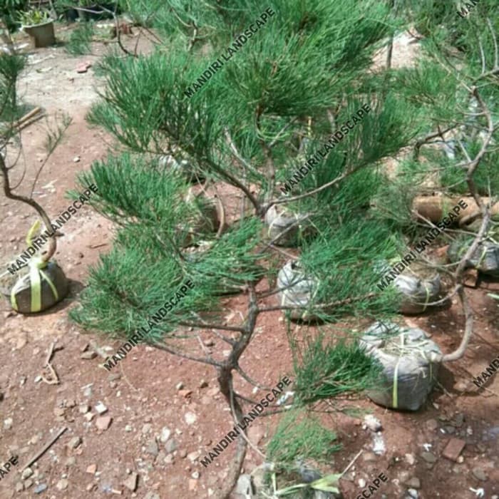 Bibit Bonsai Cemara Udang / Pohon Bonsai Cemara Udang