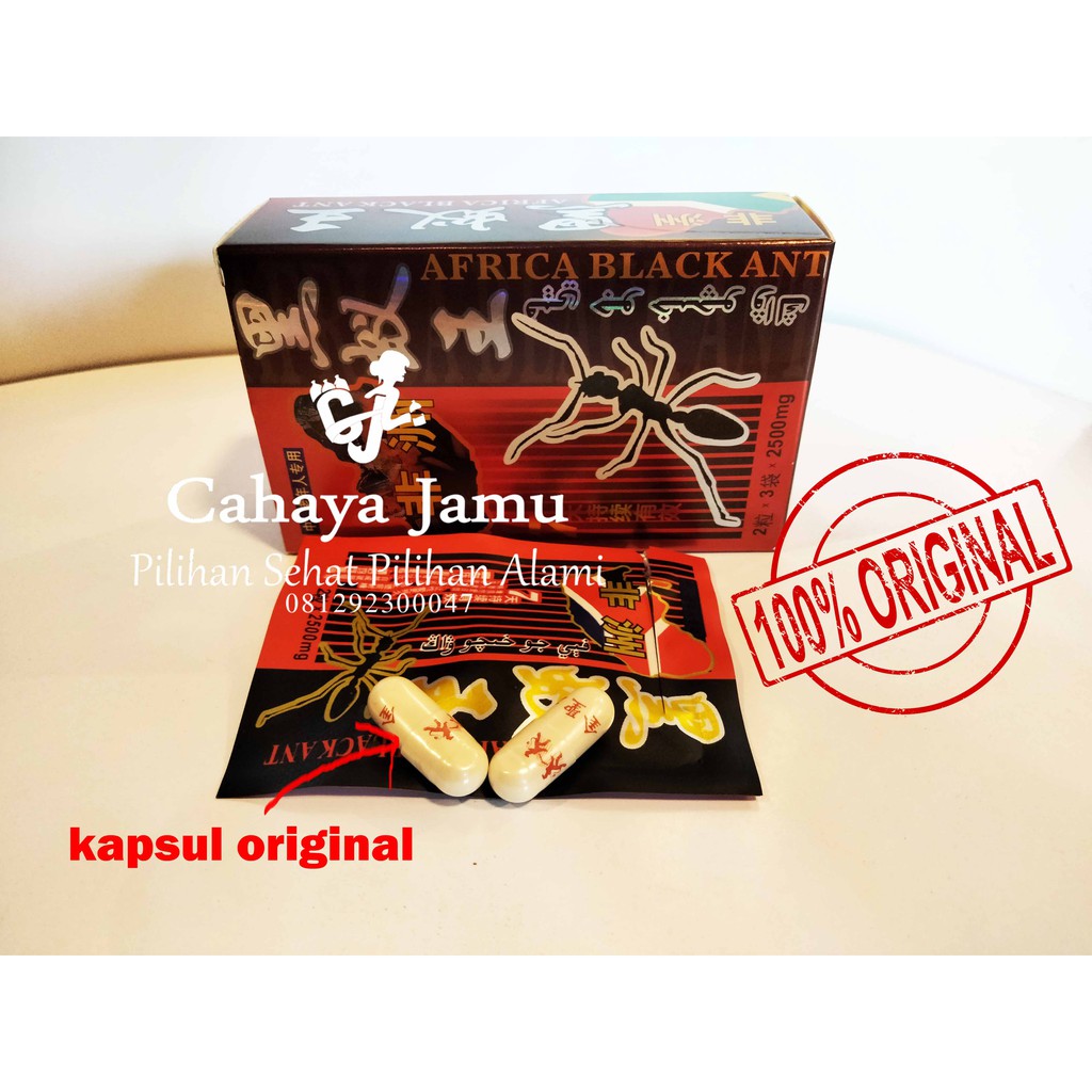 KAPSUL SEMUT HITAM AFRIKA ORIGINAL ASLI