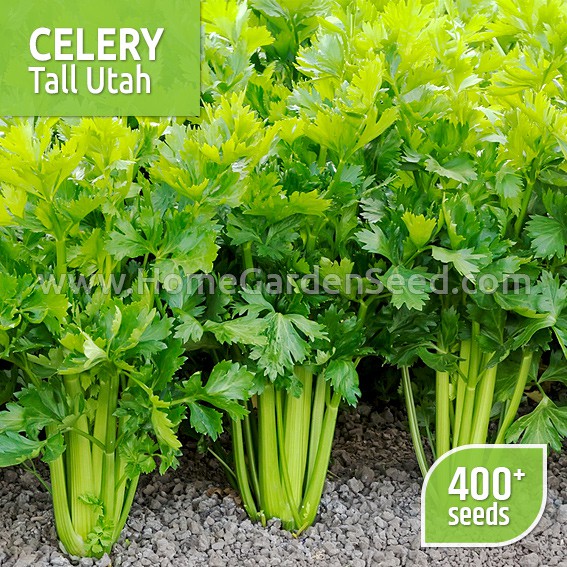 Benih Seledri / Celery - Tall Utah - Home Garden Seed-1