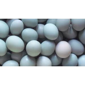 

TELUR BEBEK 1 PCS