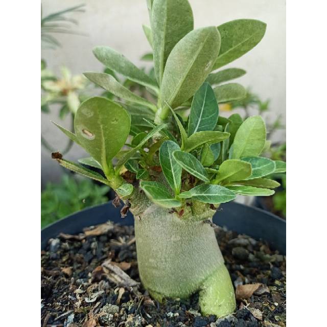 Tanaman Hias Adenium Thaisoco Kao Hin Zon (KHZ)