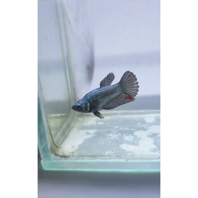 ikan cupang avatar copper gold bonsai unik