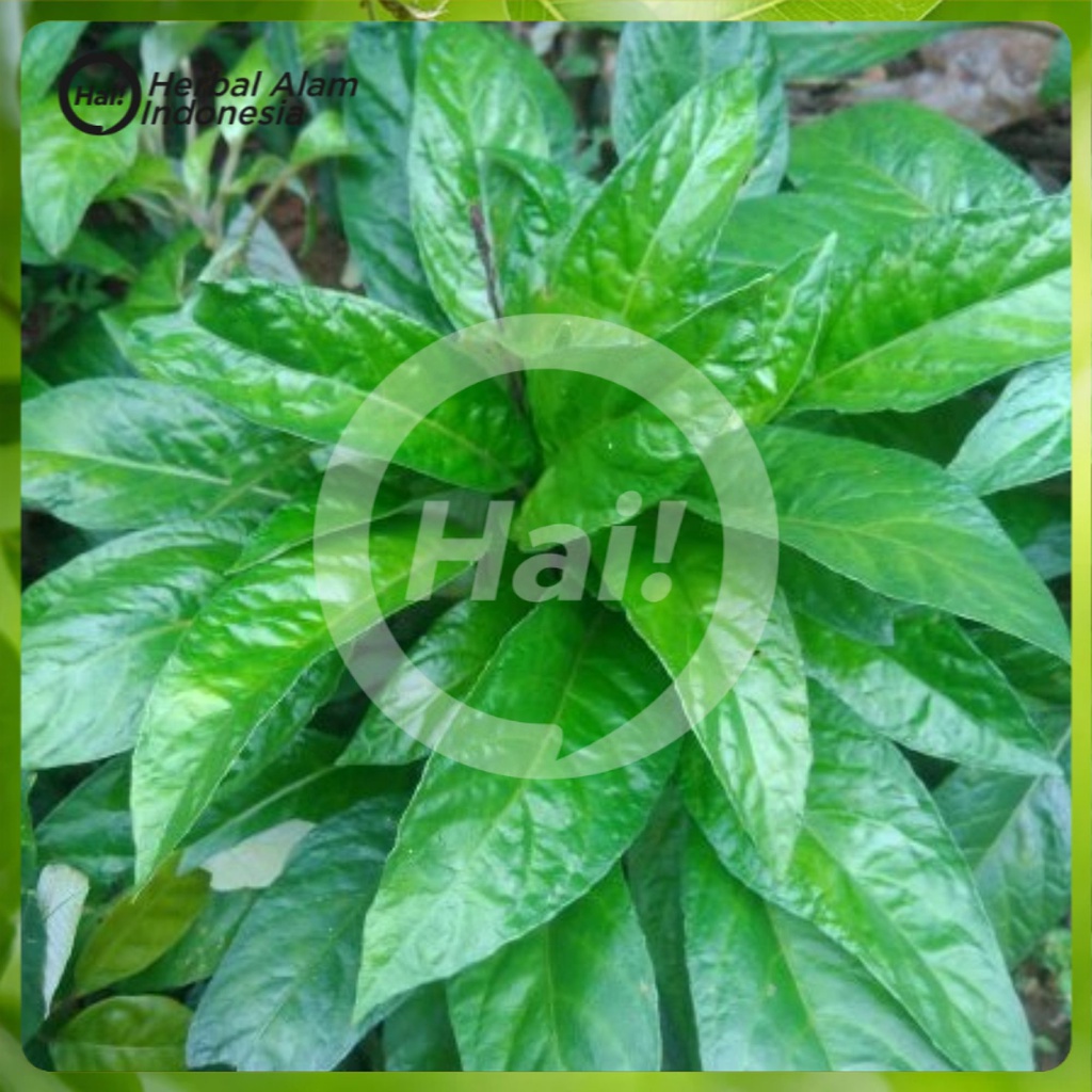 

Daun Reundeu 1Kg Lalapan Khas Sunda Jawabarat Lalap Rende HAI STORE