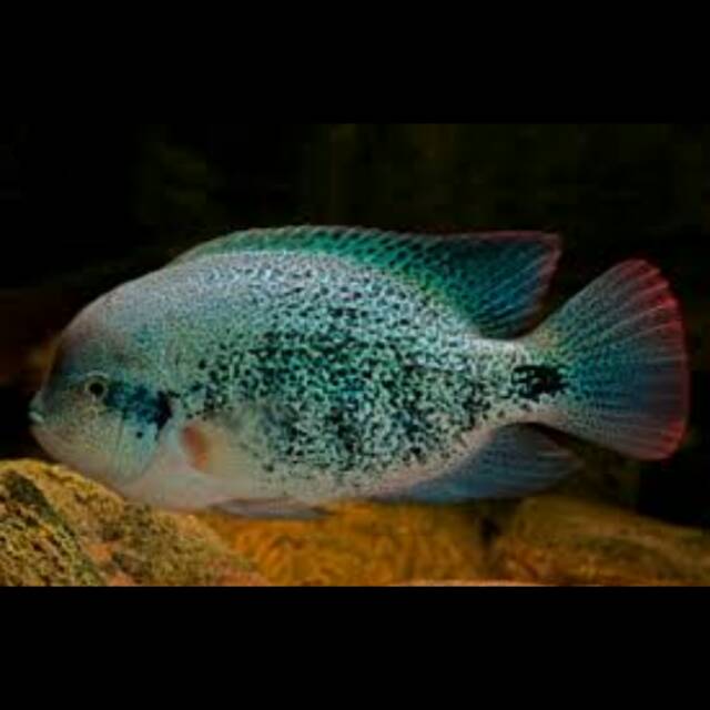 Vieja Theraps Zonatus Paratheraps Zonatum Cichlasoma Mojarra Oaxaca Cichlid