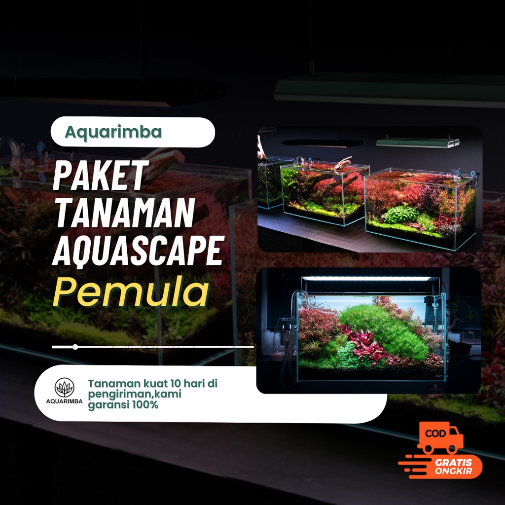 Paket Tanaman Aquascape Pemula ( tanaman aquascape tanpa co2 )