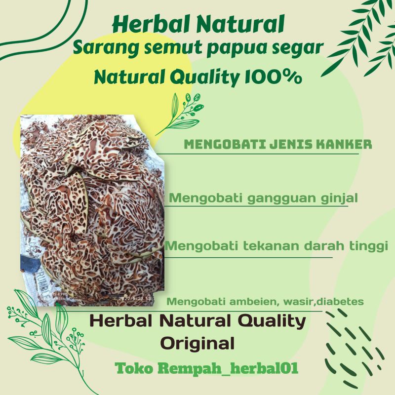 

Sarang semut papua asli / Herbal ambeien/ jantung 100% original basah 1kg