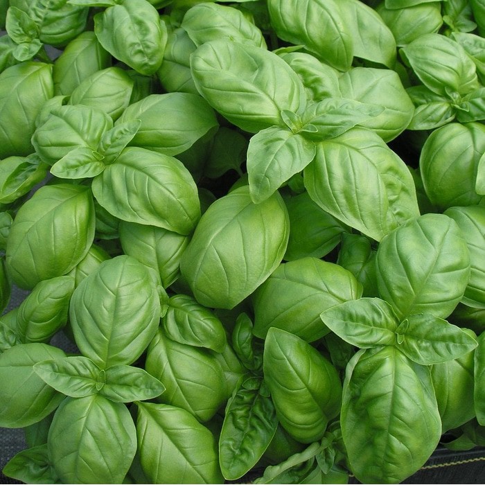 

Jirifarm Bibit Basil sweet genovase kemasan 5 butir 11590 Limited
