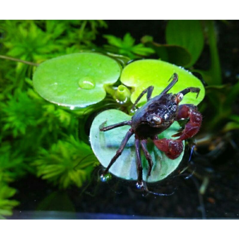 

kepiting hias kepiting pamvire (bunceret)