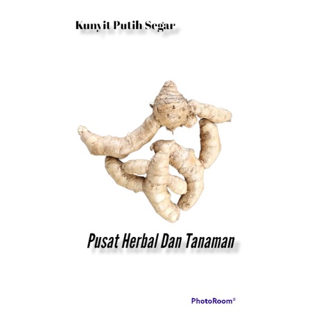

Temu putih/kunyit putih segar 1 kg