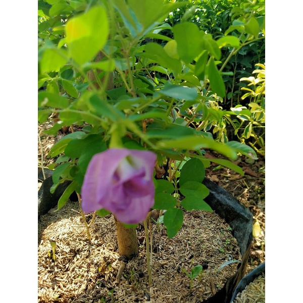 Bibit Bunga telang ( Bunga Tumpuk )