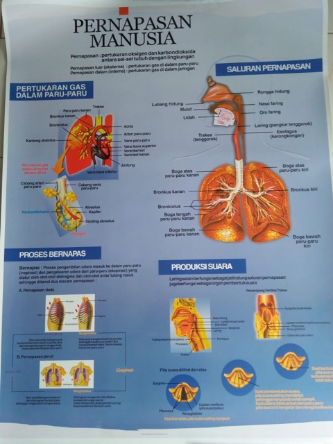 CARTA PERNAFASAN MANUSIA / FOSTER PERNAFASAN MANUSIA / GAMBAR PERNAFASAN MANUSIA / Peraga Pendidikan