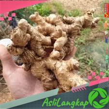 

LEMPUYANG SEGAR/BASAH LEMPUYUNG LAMPUYANG LAMPUYUNG TANAMAN HERBAL ORIGINAL