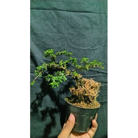 bonsai mame on therock siap pajang id serbin mikro