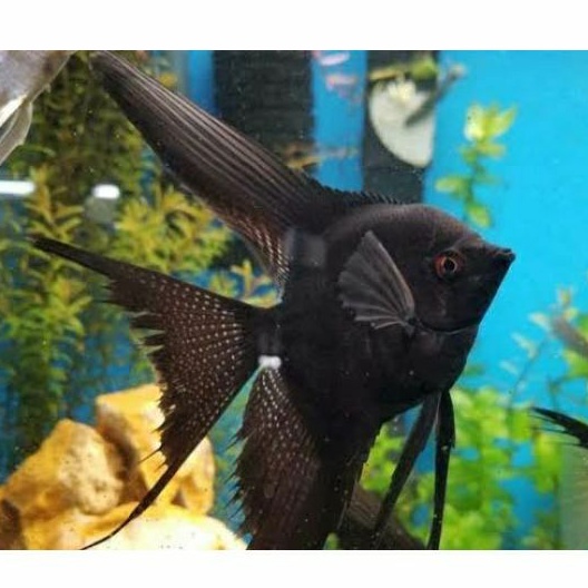 Ikan Manfish Black Angel Aquascape