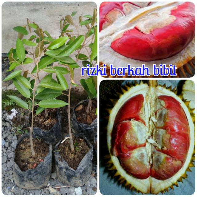 Bibit durian merah asli
