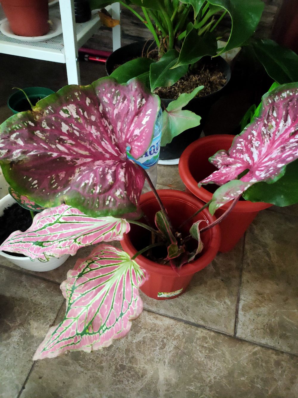 Keladi Lance Worthon / Wayang Merah Cantik Dewasa