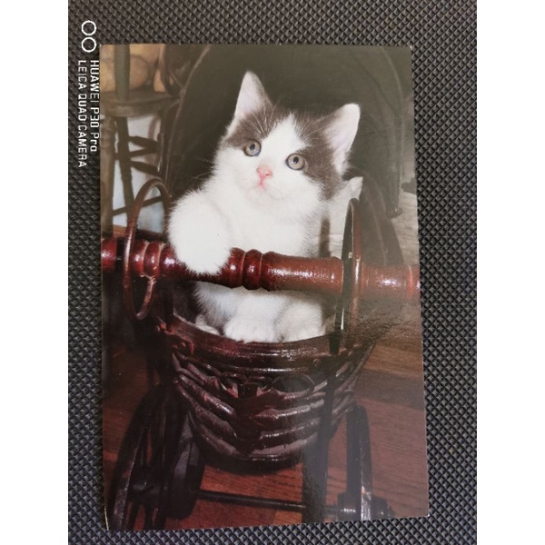 

kartu pos kucing/cat postcard