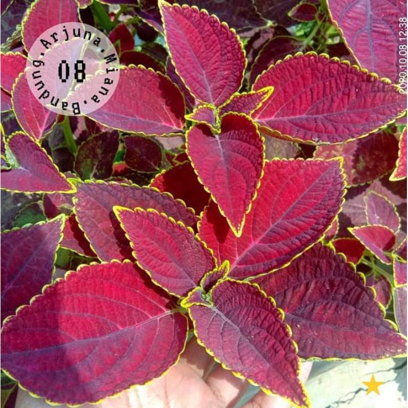 miana kode 08 /Arjuna Miana Bandung