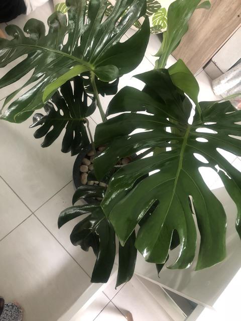 Monstera Deliciosa Medium Philodendron Pot 30 Cm Plus Media Tanam Ajaib