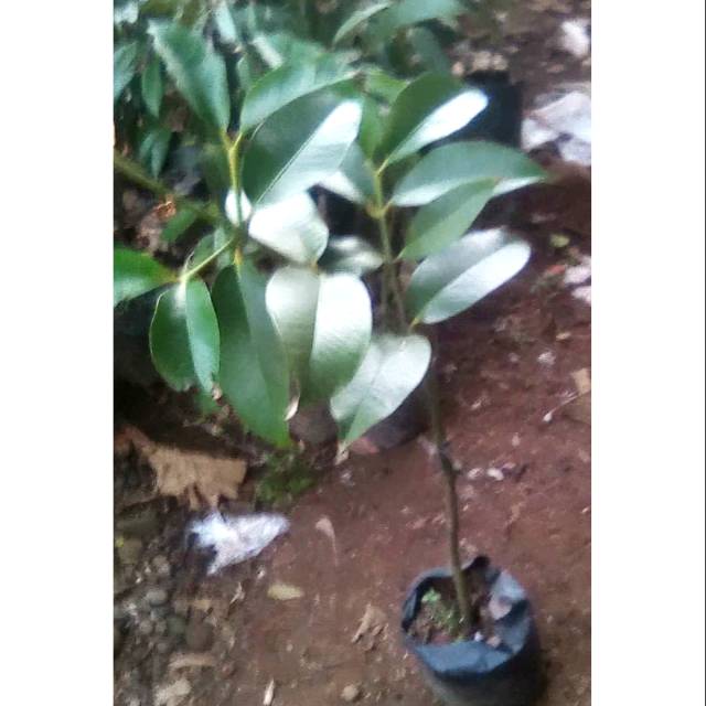 BIBIT MANGGIS OKULASI 1 METER // MANGGIS OKULASI