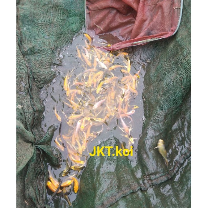 bibit ikan koi ogon slayer/semi sz 5-8cm PETANI LANGSUNG