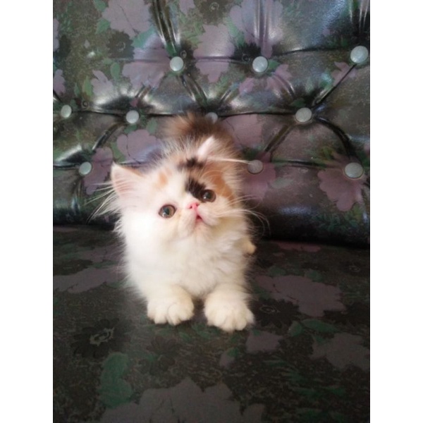 PERSIA KITTEN PEAKNOSE CALICO