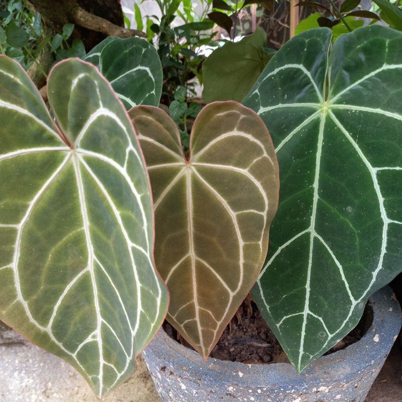 kuping gajah besar tanaman hias