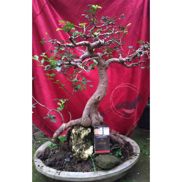 BONSAI ULMUS