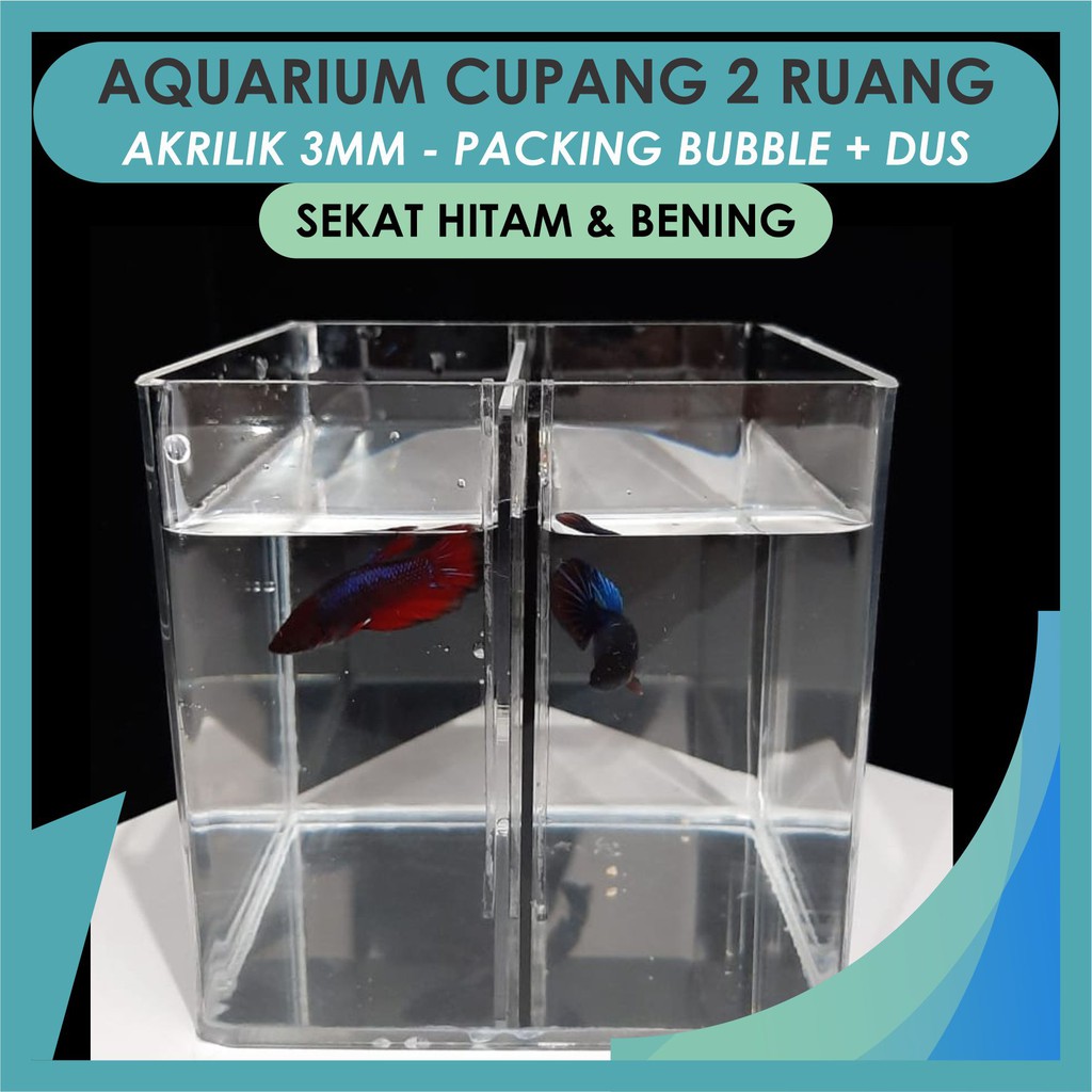 Aquarium Cupang Akrilik 2 Ruang Soliter Ikan Cupang Aquarium Acrylic Shopee Indonesia