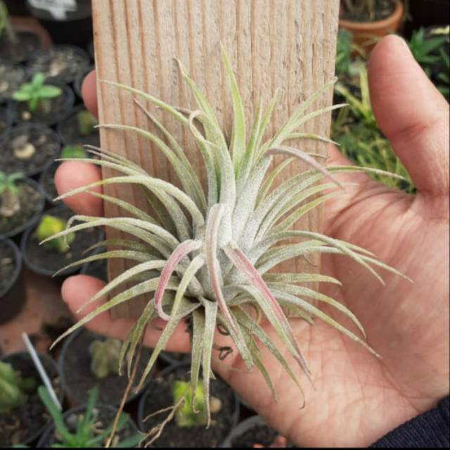 Tillandsia rubra