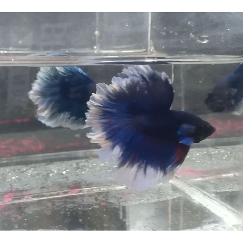 cupang indukan hm rosetail