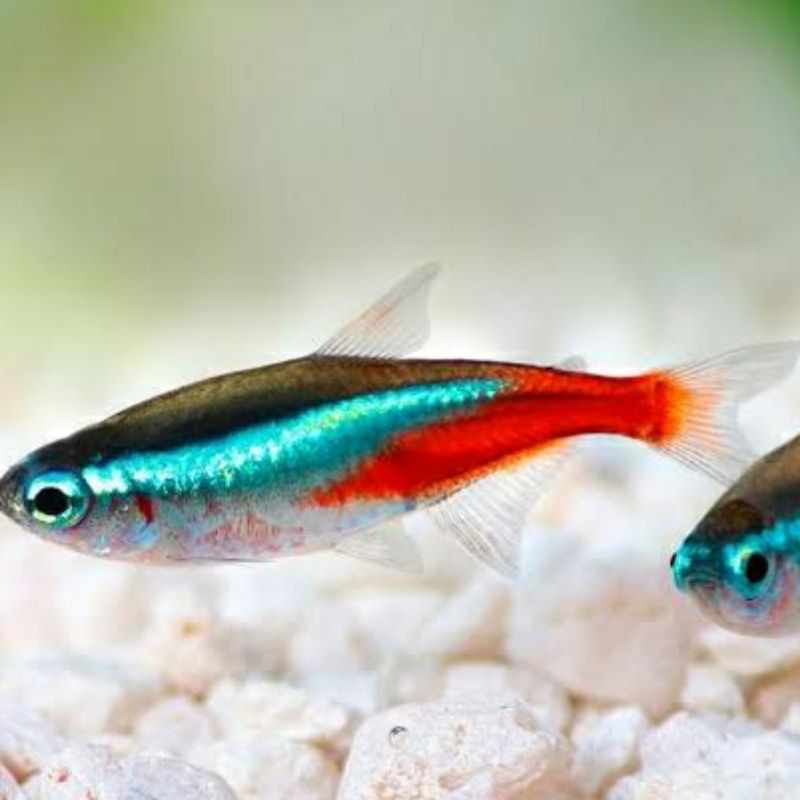 Ikan cardinal tetra