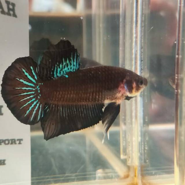 

Ikan cupang Line Avatar