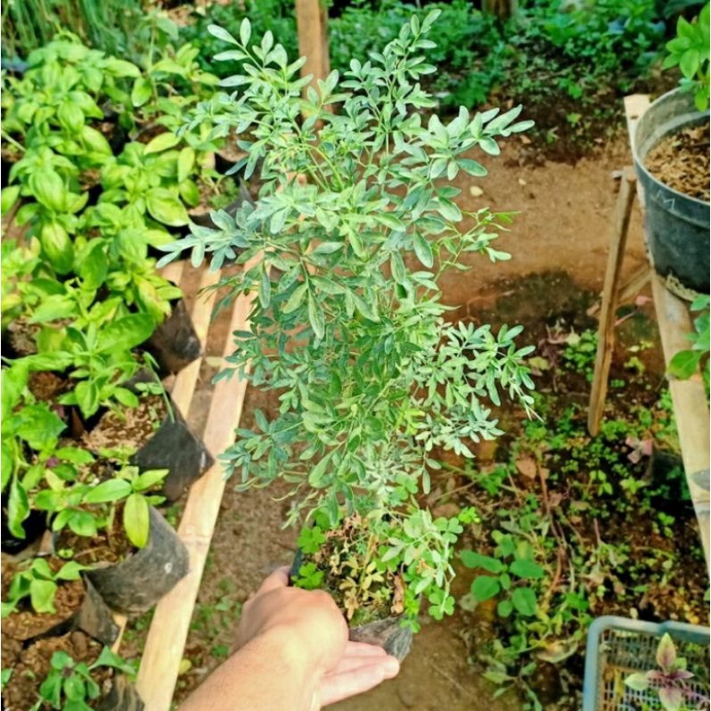 Tanaman Herbal Daun Inggu