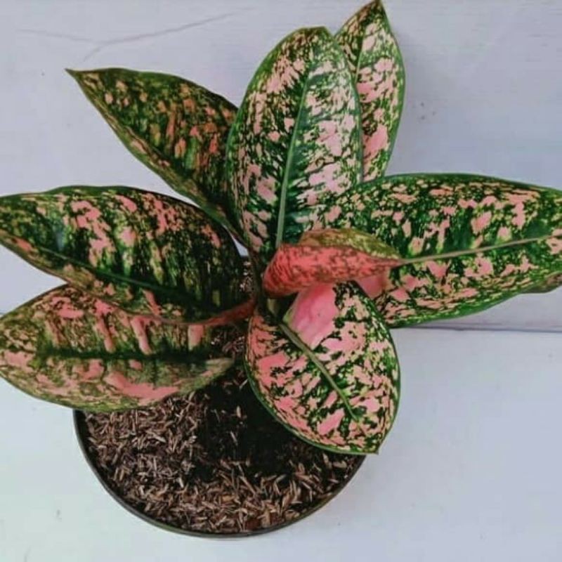 Aglonema compacta (Baby)