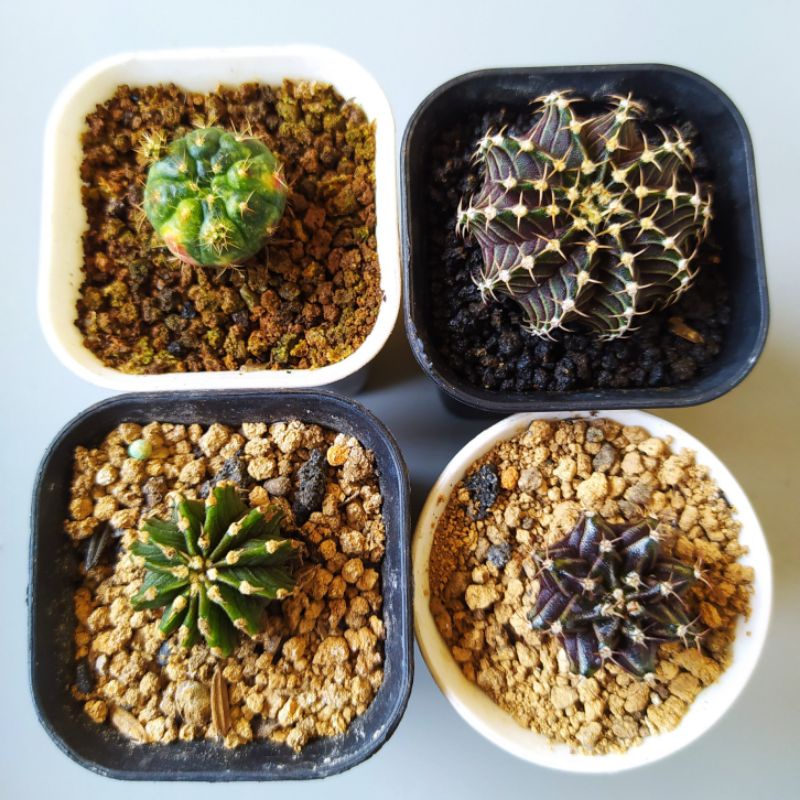 4pcs Gymno miha mix/Miha hybird/lb ori/Damsi Variegata