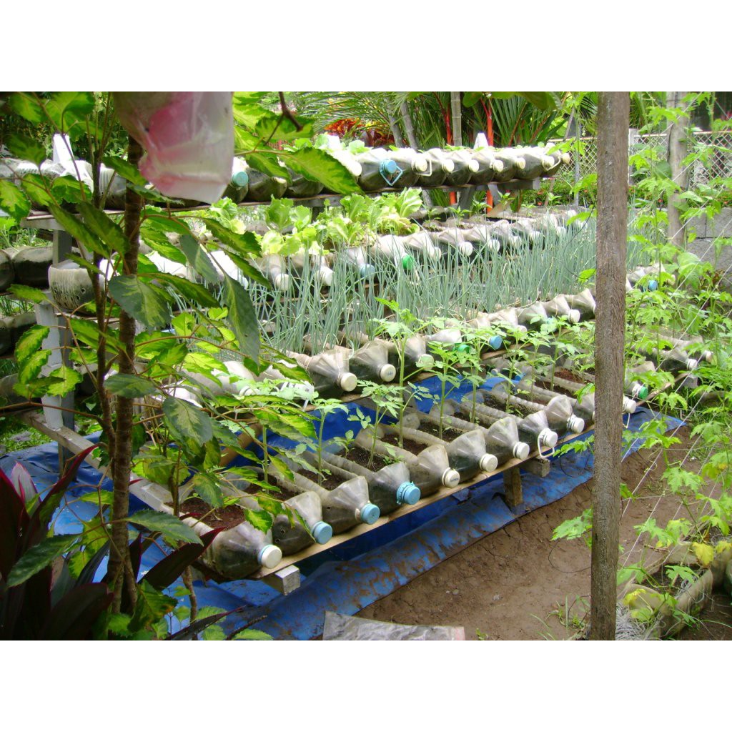 Bibit Sayuran Benih Sayur Paket Lengkap Hidroponik Kangkung Bayam Cabe Sawi Selada Terong Tomat dll-5