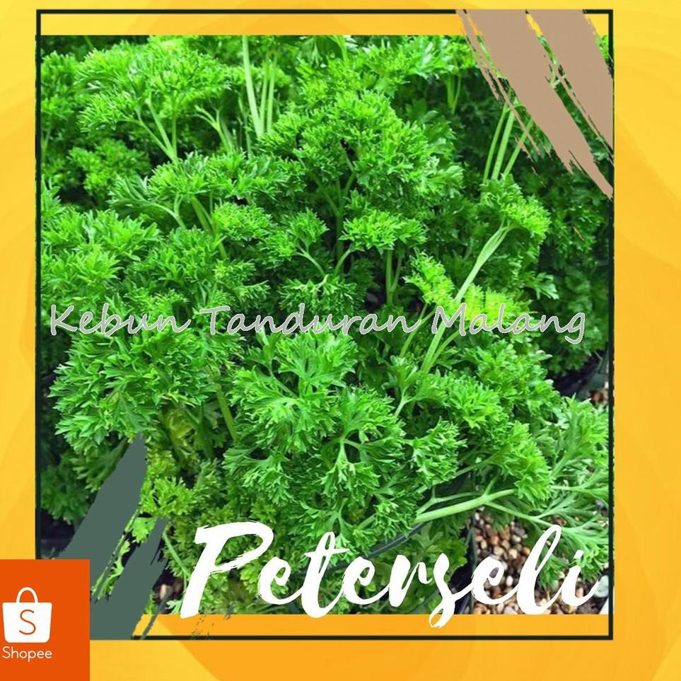 Langsung Beliii.. Tanaman Sayuran Bumbu Dapur Peterseli / Parsley curly / Tanaman Hidup BUkan Benih