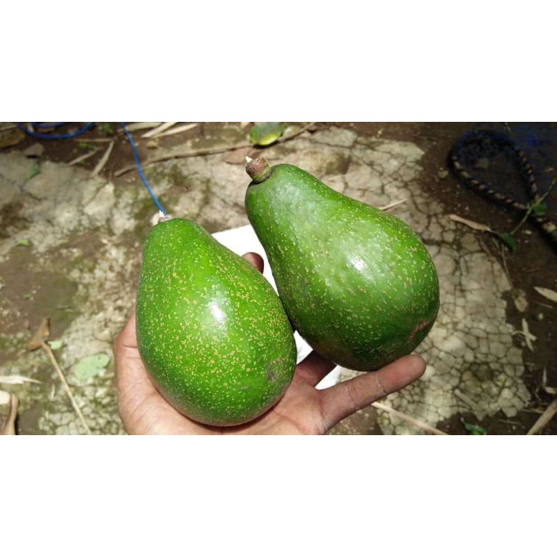 

Alpukat Mentega Super