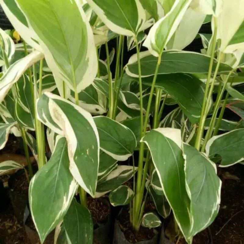 

heloconia varigata - pisang parigata