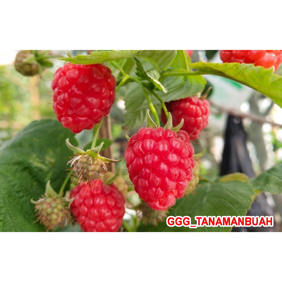 Bibit Raspberry jumbo Merah cepat berbuah